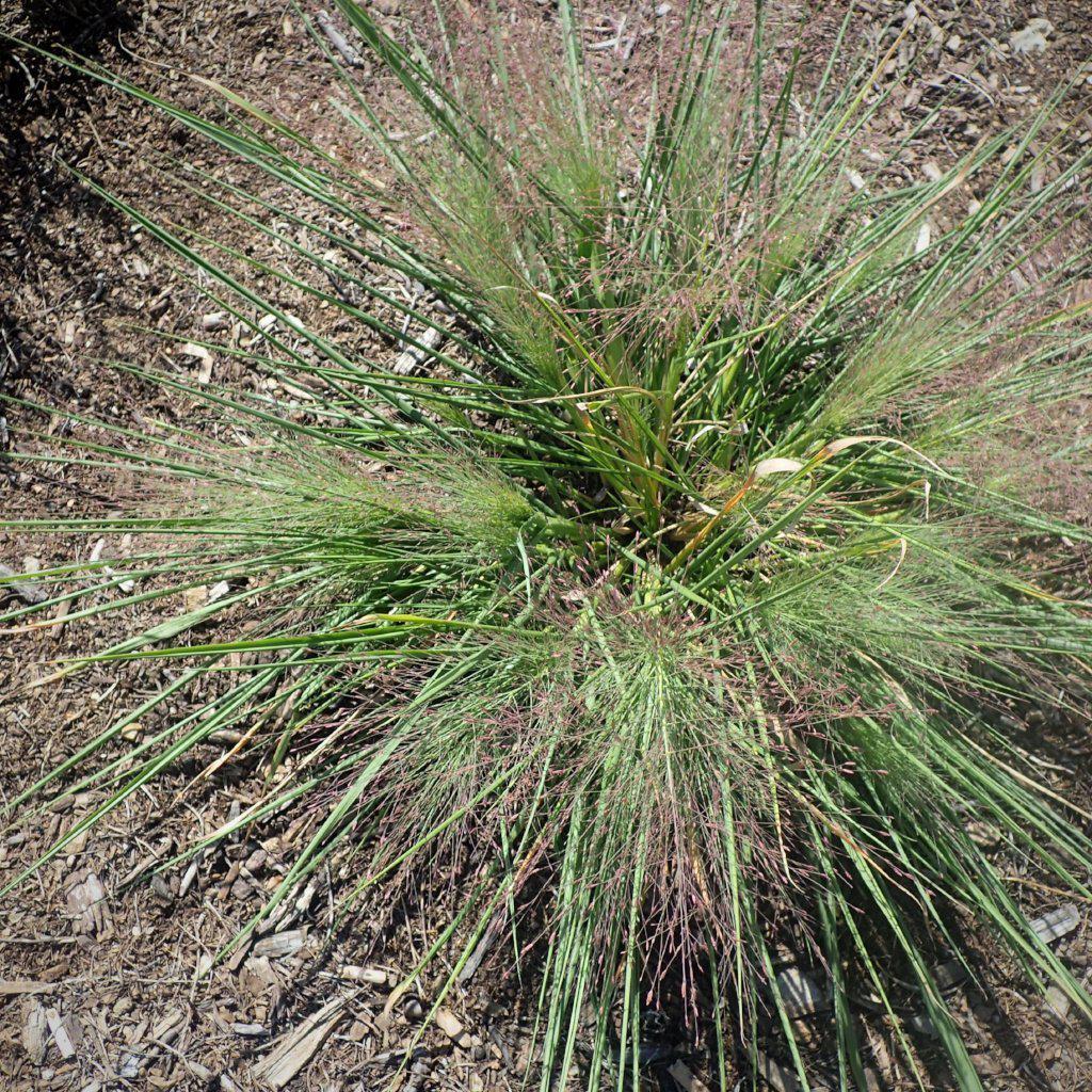 Schizachyrium scoparium 'Standing Ovation'  ~Standing Ovation Little Bluestem - Delivered By ServeScape