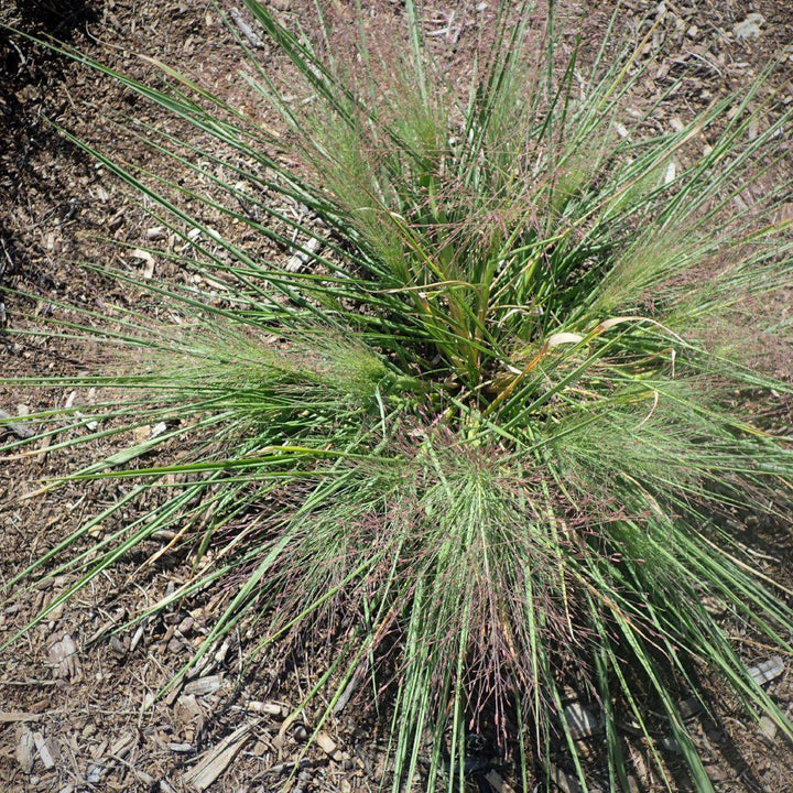 Schizachyrium scoparium 'Standing Ovation'  ~Standing Ovation Little Bluestem - Delivered By ServeScape