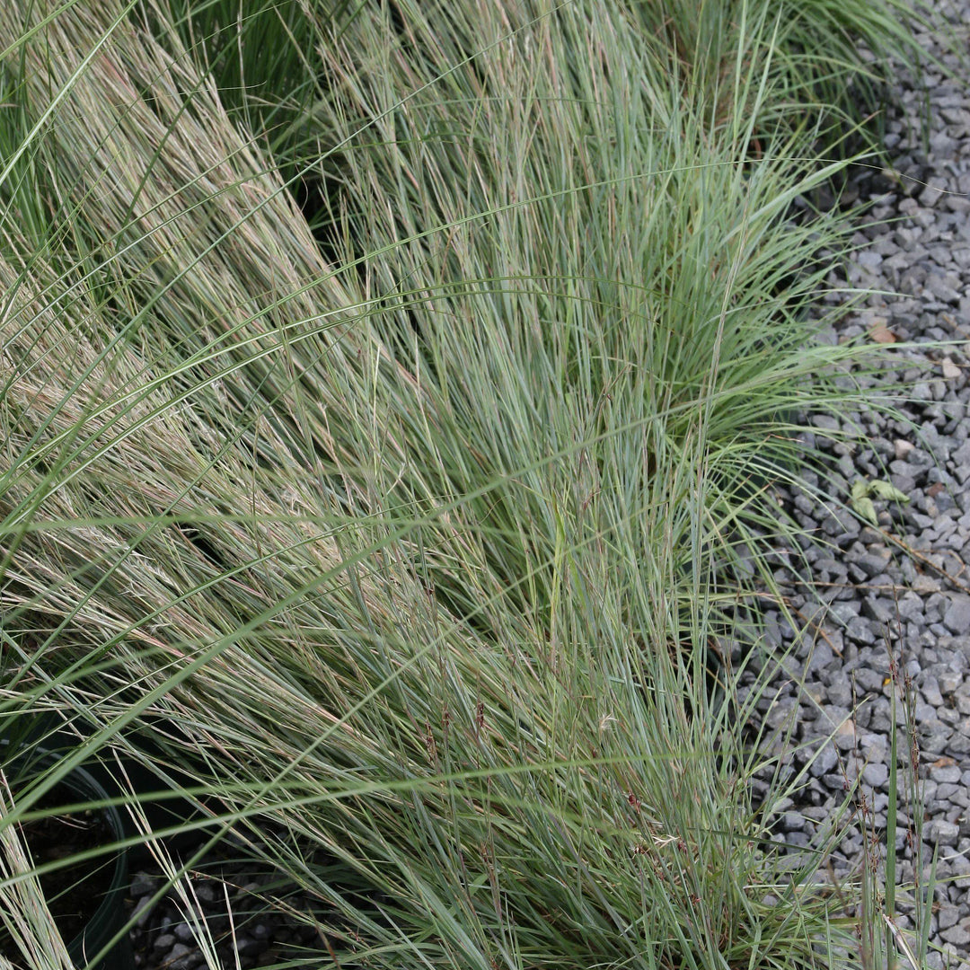 Schizachyrium scoparium 'The Blues' ~ The Blues Little Bluestem - Delivered By ServeScape