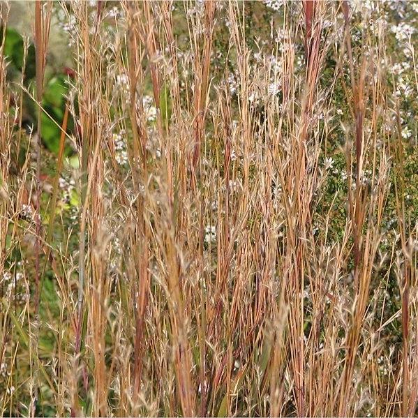 Schizachyrium scoparium 'Carousel' ~ Carousel Little Bluestem-ServeScape