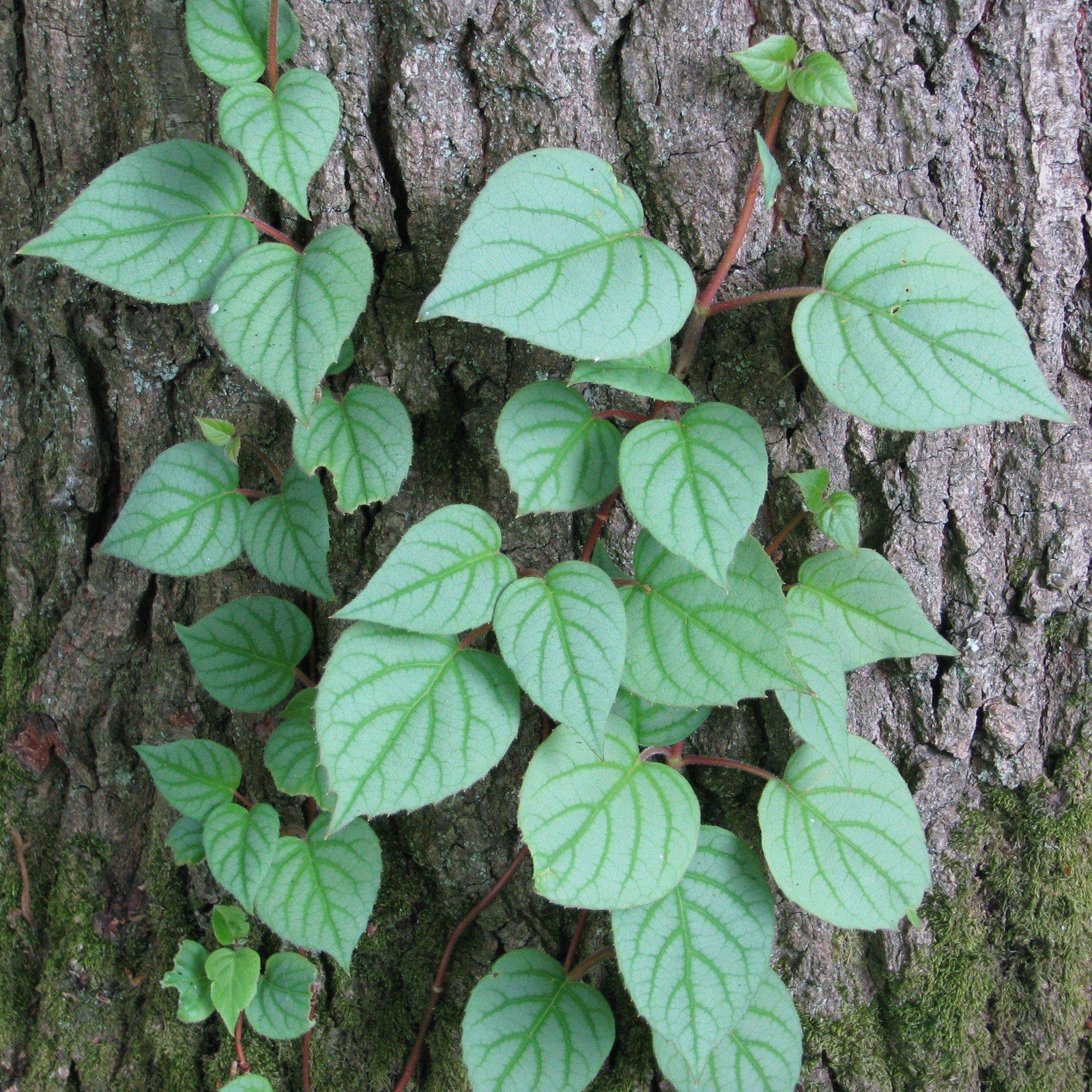 Schizophragma hydrangeoides 'Moonlight' ~ Moonlight Japanese Hydrangea Vine-ServeScape