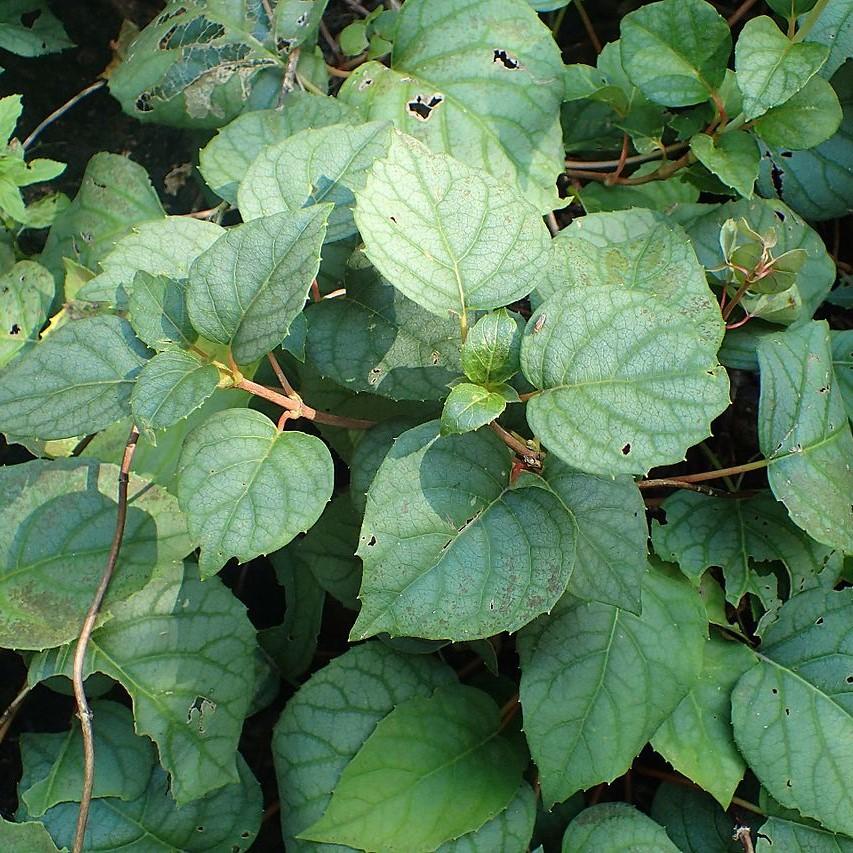 Schizophragma hydrangeoides 'Roseum' ~ Roseum Japanese Hydrangea Vinee-ServeScape
