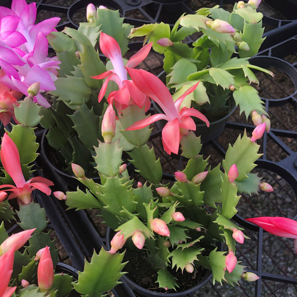 Pink Christmas Cactus