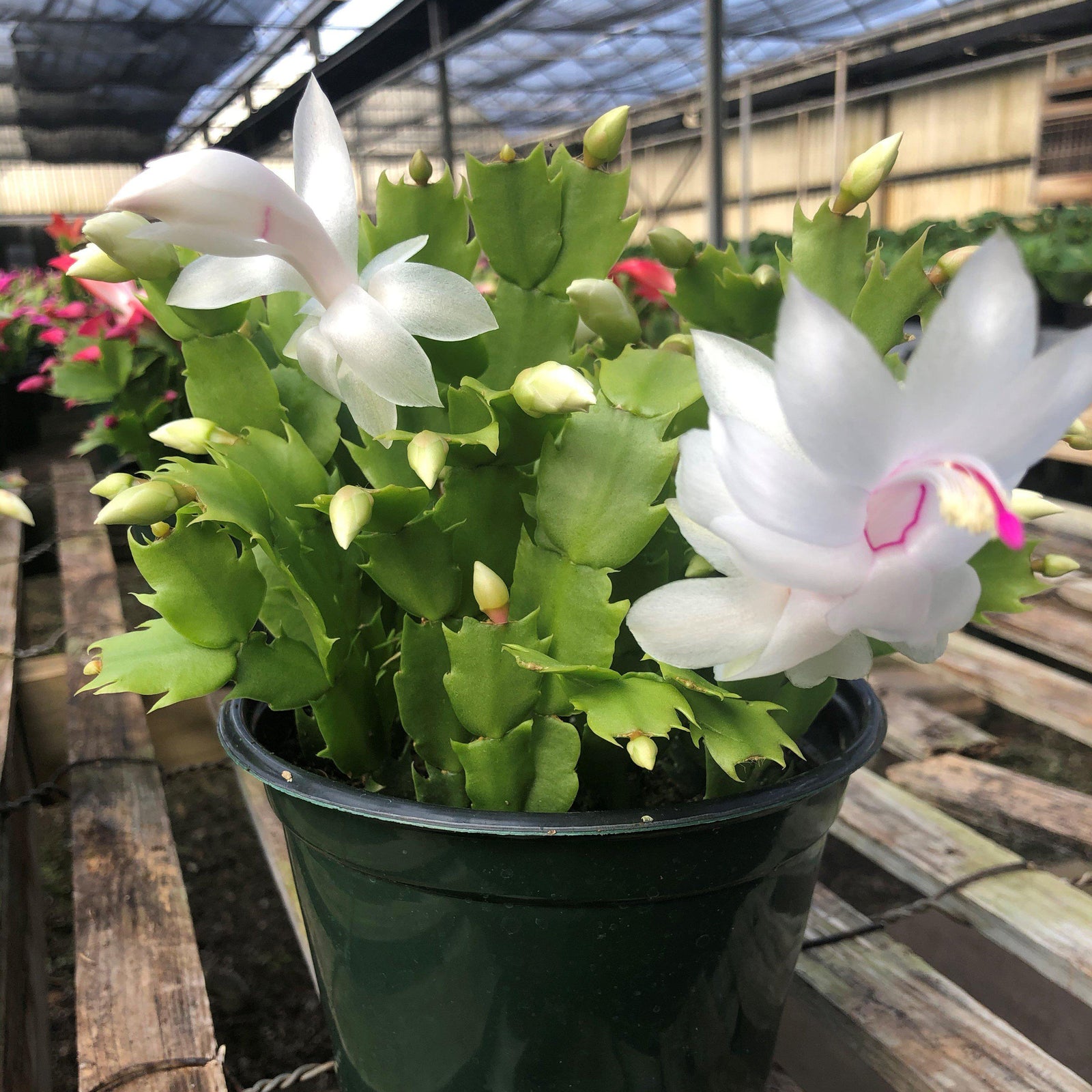 White Christmas Cactus