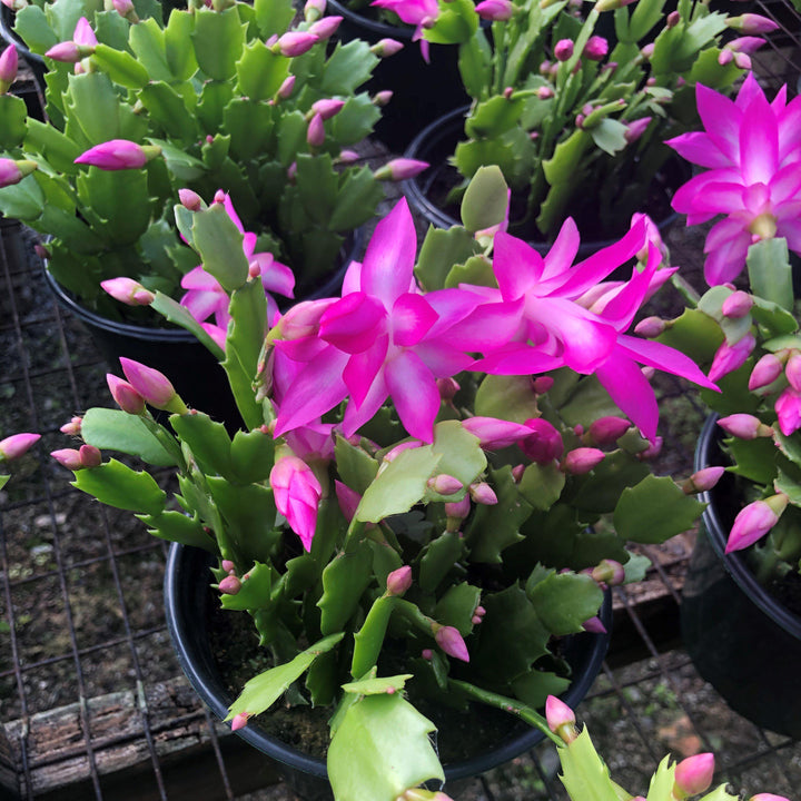 Purple Christmas Cactus