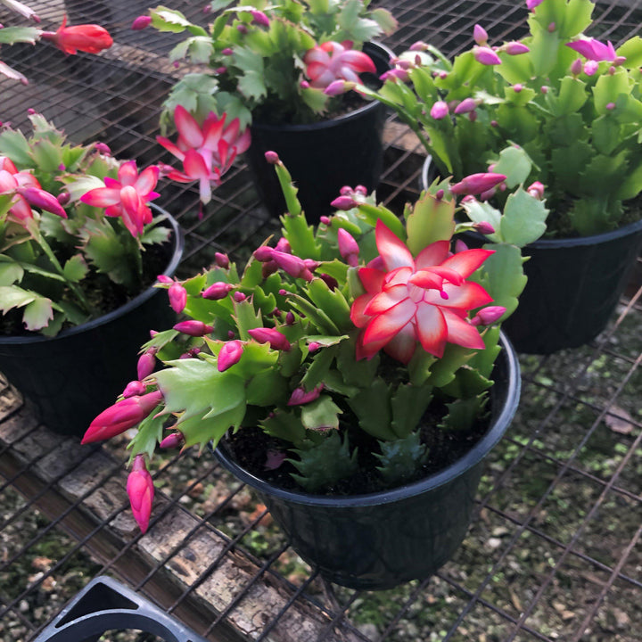 Red Christmas Cactus
