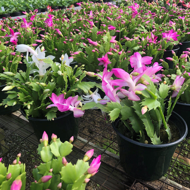 Schlumbergera bridgesii ~ Christmas Cactus-ServeScape