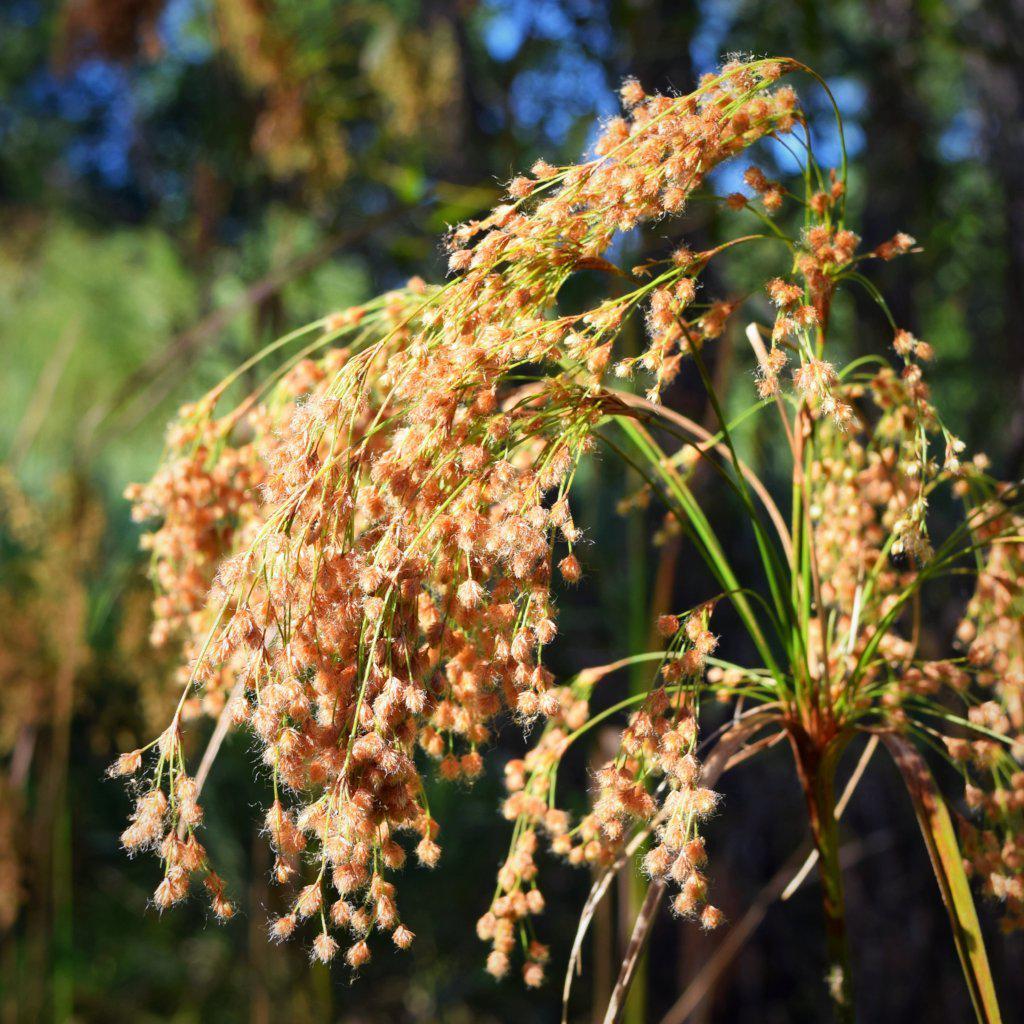 Scirpus cyperinus  ~ Woolgrass - Delivered By ServeScape