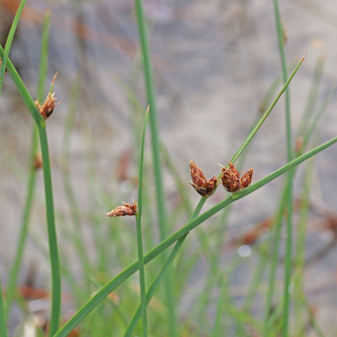 Scirpus pungens ~ Three-square Bulrush-ServeScape