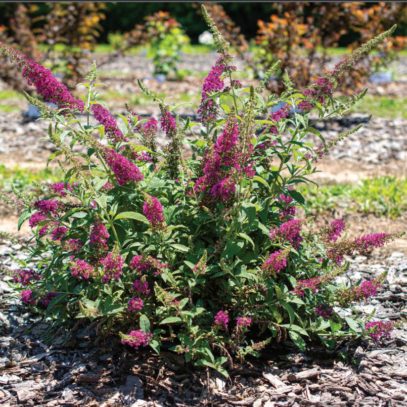 Buddleia ‘SRPbudsan’ PP 30,595 ~ Summer Sips™ Sangria Butterfly Bush-ServeScape