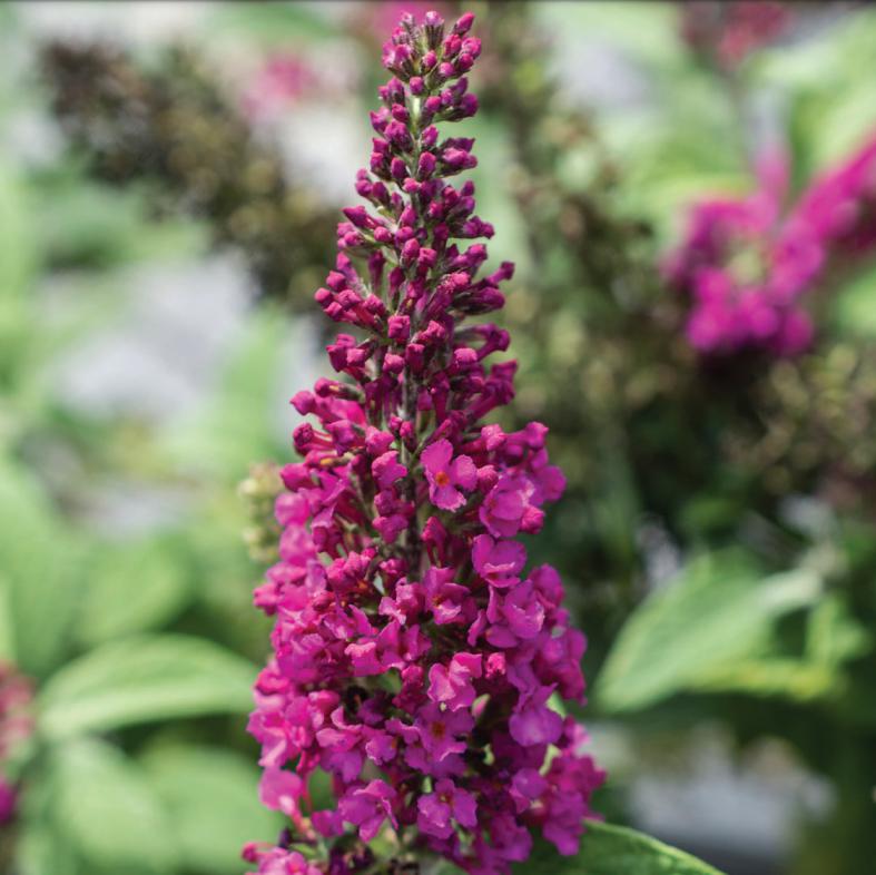 Buddleia ‘SRPbudsan’ PP 30,595 ~ Summer Sips™ Sangria Butterfly Bush-ServeScape