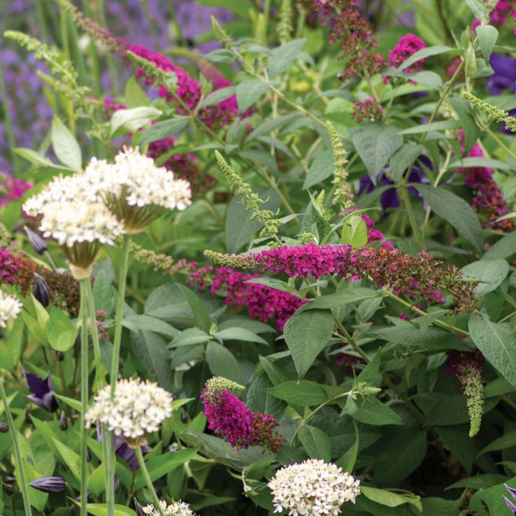 Buddleia ‘SRPbudsan’ PP 30,595 ~ Summer Sips™ Sangria Butterfly Bush-ServeScape