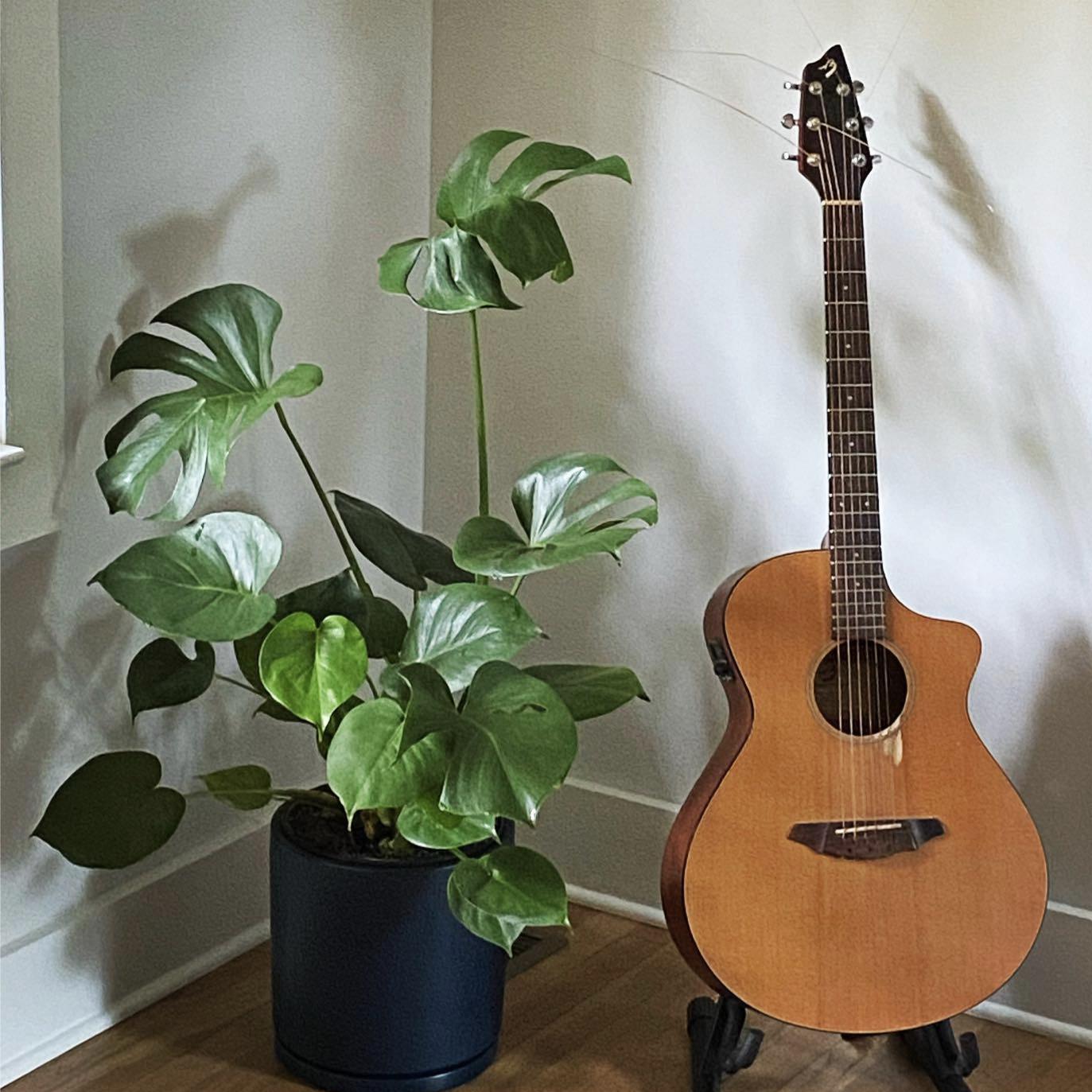 Monstera Deliciosa ~ Swiss-Cheese Plant-ServeScape