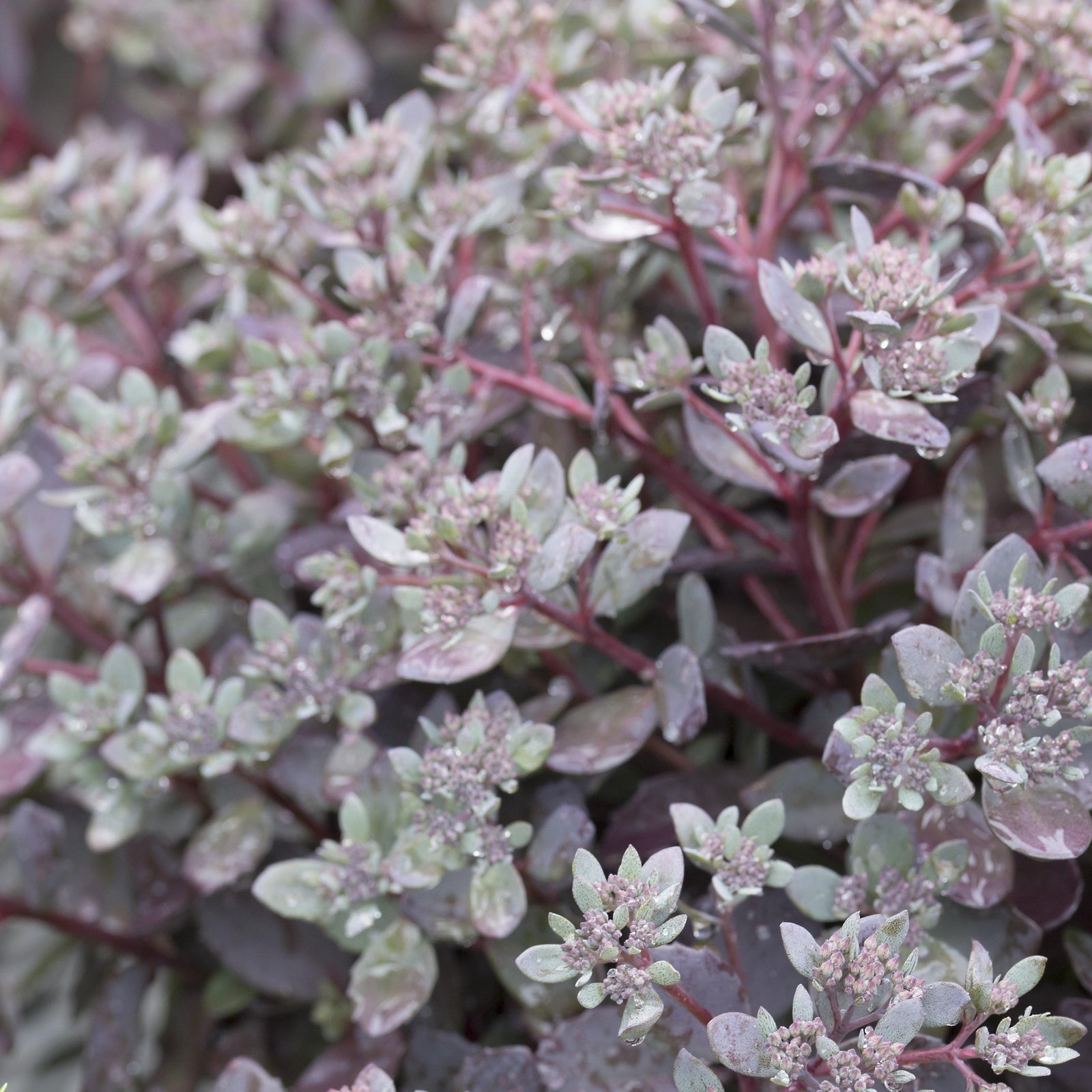Sedum 'Dazzleberry' ~ SunSparkler® Dazzleberry Sedum-ServeScape