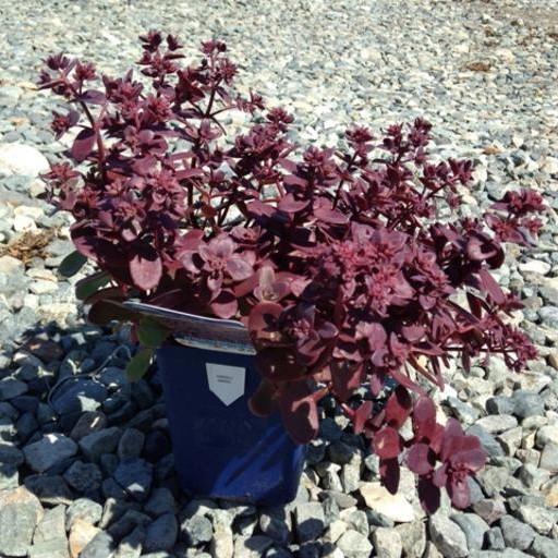Sedum 'Firecracker' ~ SunSparkler® Firecracker Sedum-ServeScape