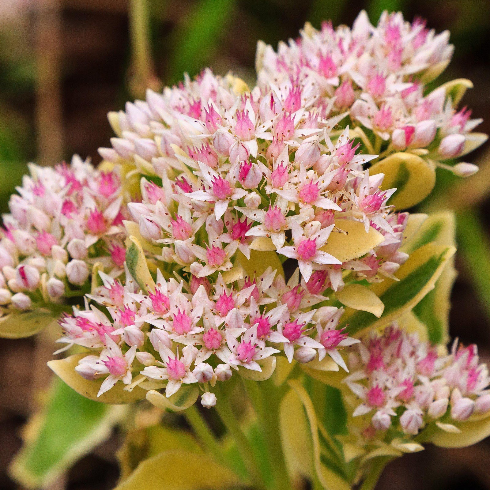 Sedum 'Lime Twister' ~ SunSparkler® Lime Twister Sedum-ServeScape