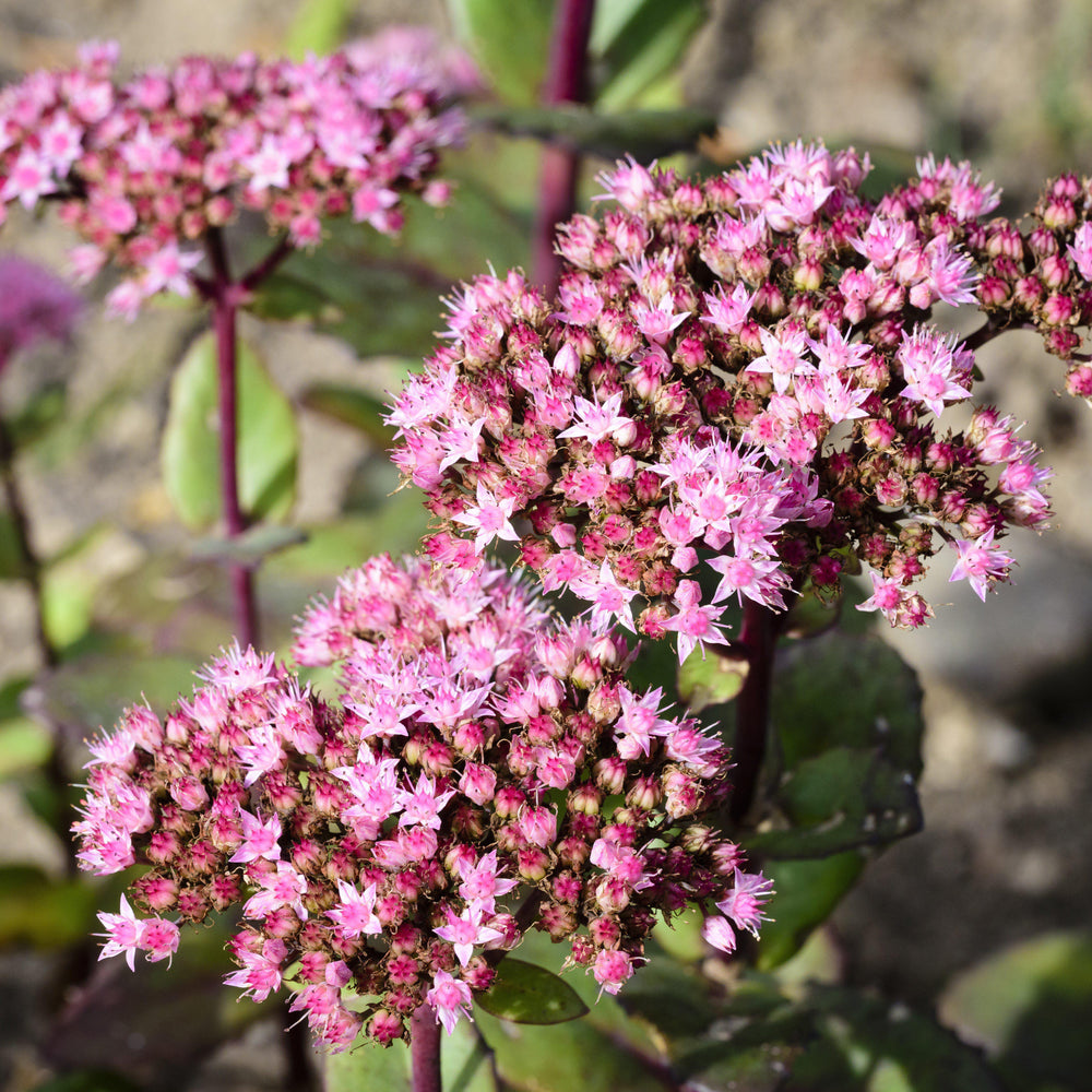 Sedum 'Lime Zinger' ~ SunSparkler® Lime Zinger Sedum-ServeScape