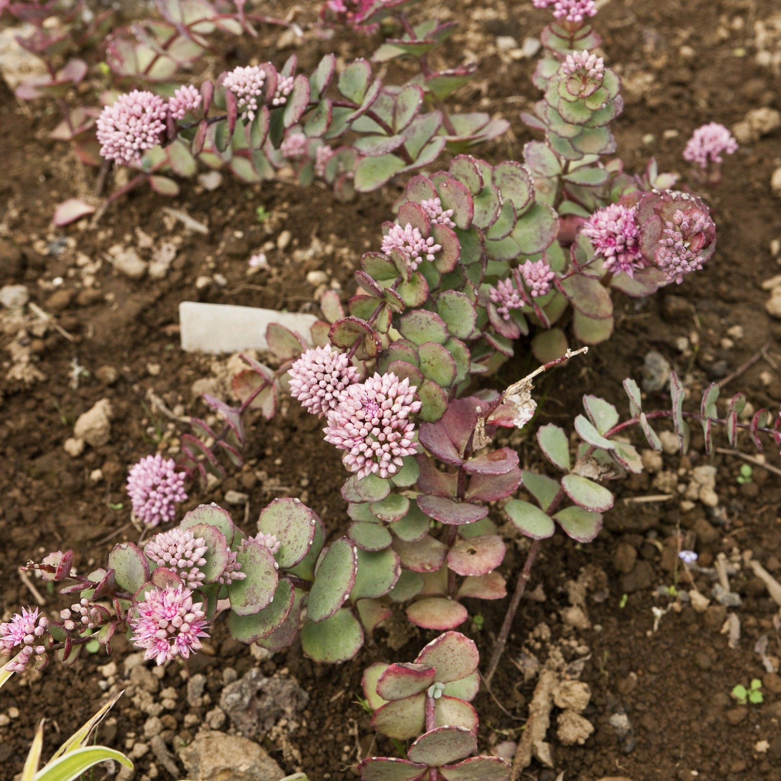Sedum 'Lime Zinger' ~ SunSparkler® Lime Zinger Sedum-ServeScape