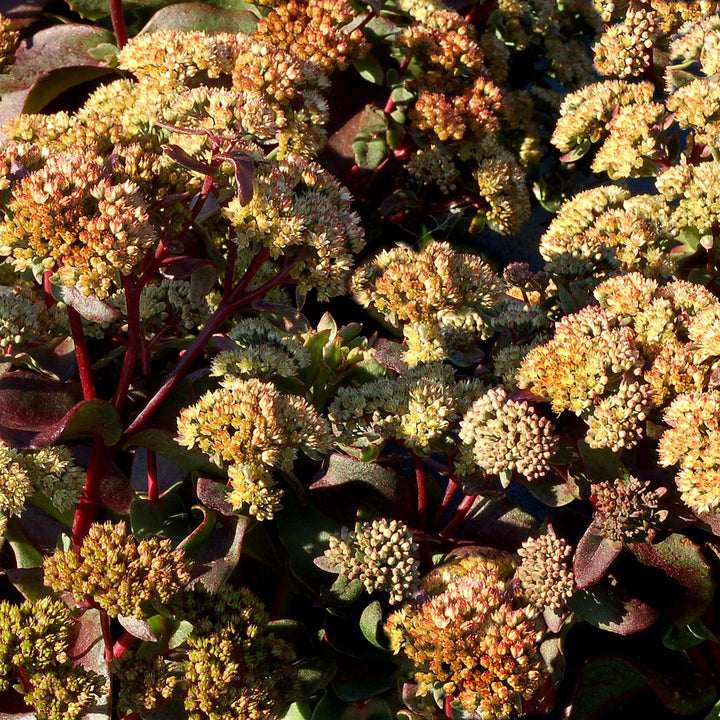 Sedum ‘Touchdown Flame’ ~ Touchdown Flame™ Sedum-ServeScape