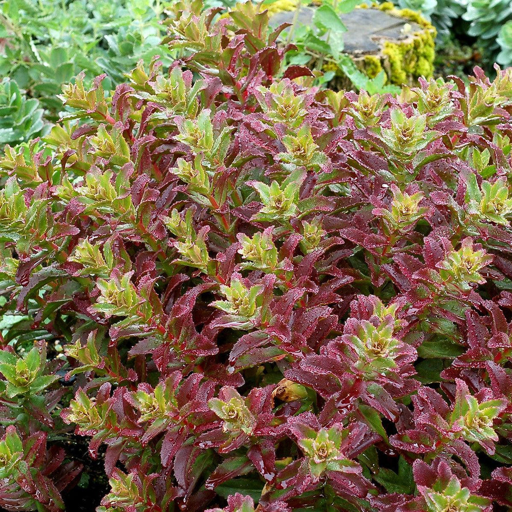 Sedum ‘Touchdown Flame’ ~ Touchdown Flame™ Sedum-ServeScape
