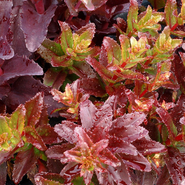 Sedum ‘Touchdown Flame’ ~ Touchdown Flame™ Sedum-ServeScape