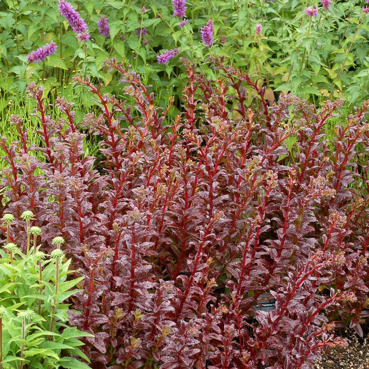 Sedum ‘Touchdown Flame’ ~ Touchdown Flame™ Sedum-ServeScape