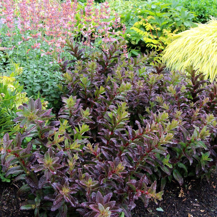 Sedum ‘Touchdown Flame’ ~ Touchdown Flame™ Sedum-ServeScape