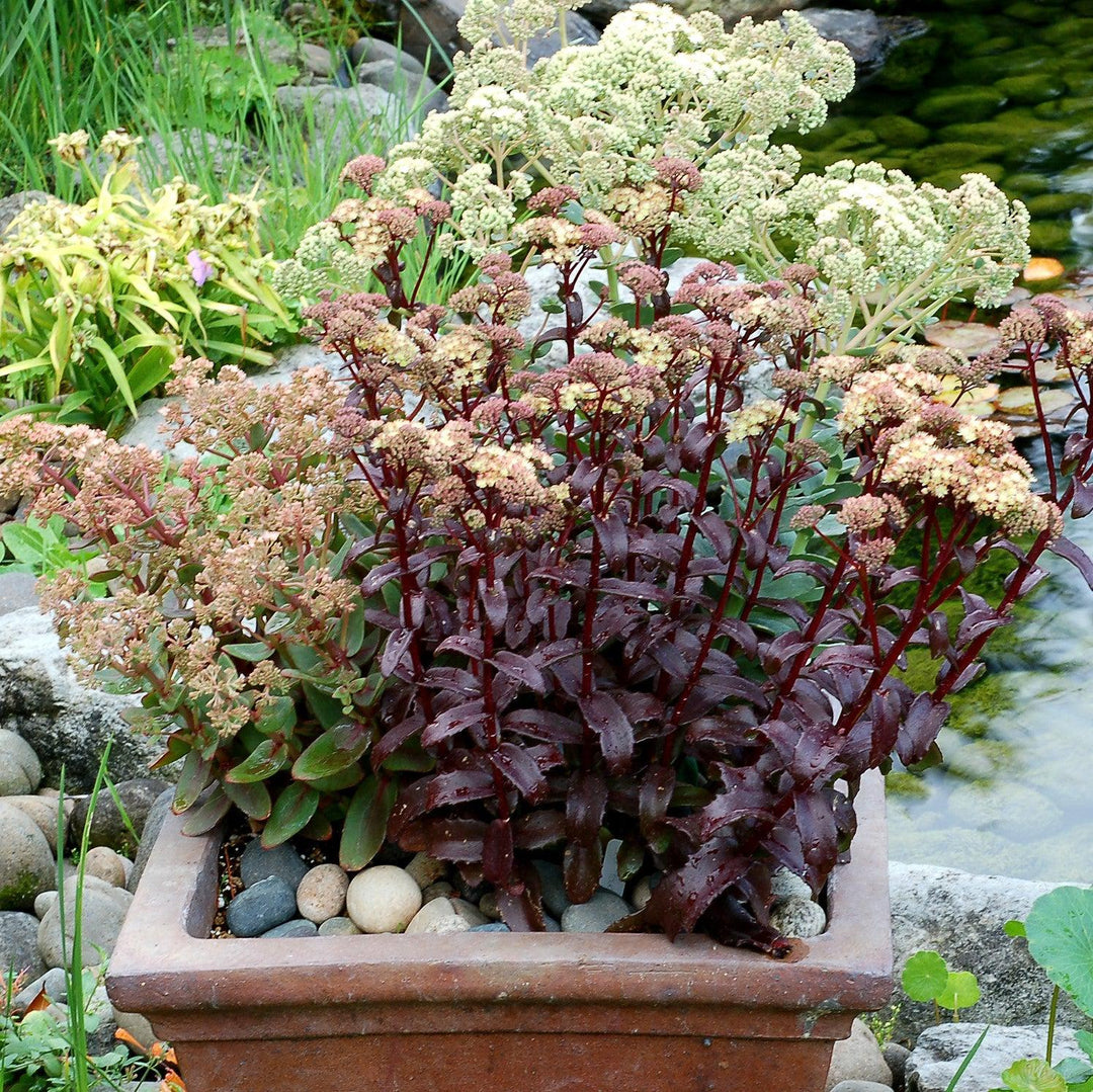 Sedum ‘Touchdown Flame’ ~ Touchdown Flame™ Sedum-ServeScape