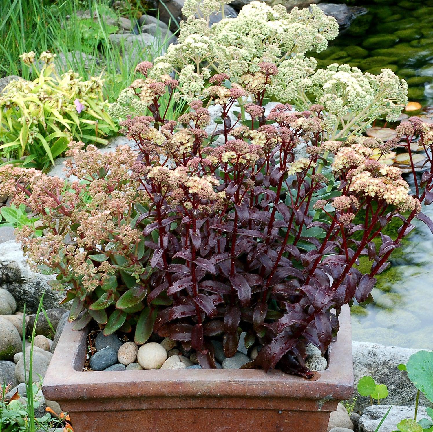 Sedum ‘Touchdown Flame’ ~ Touchdown Flame™ Sedum-ServeScape