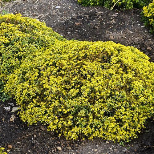 Sedum 'Yellow Brick Road’ ~ Rock 'N Low™ Yellow Brick Road Stonecrop - Delivered By ServeScape
