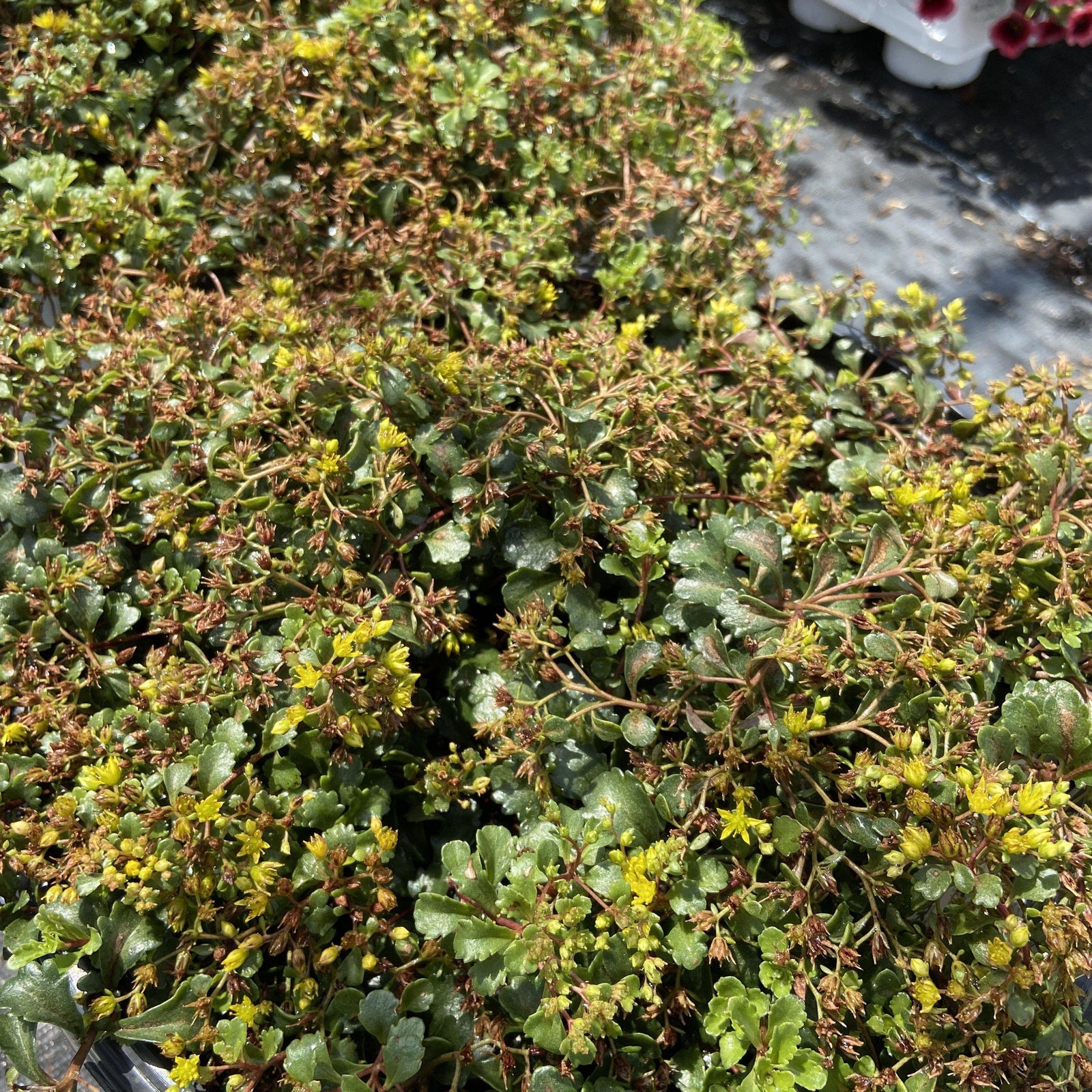 Sedum 'Yellow Brick Road’ ~ Rock 'N Low™ Yellow Brick Road Stonecrop - Delivered By ServeScape