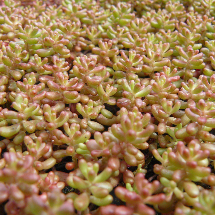Sedum album 'Coral Carpet~ Coral Carpet Stonecrop-ServeScape