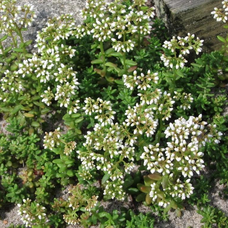 Sedum album 'Coral Carpet~ Coral Carpet Stonecrop-ServeScape