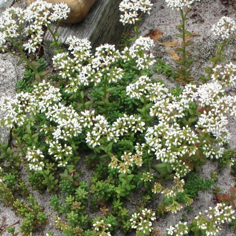 Sedum album 'Coral Carpet~ Coral Carpet Stonecrop-ServeScape