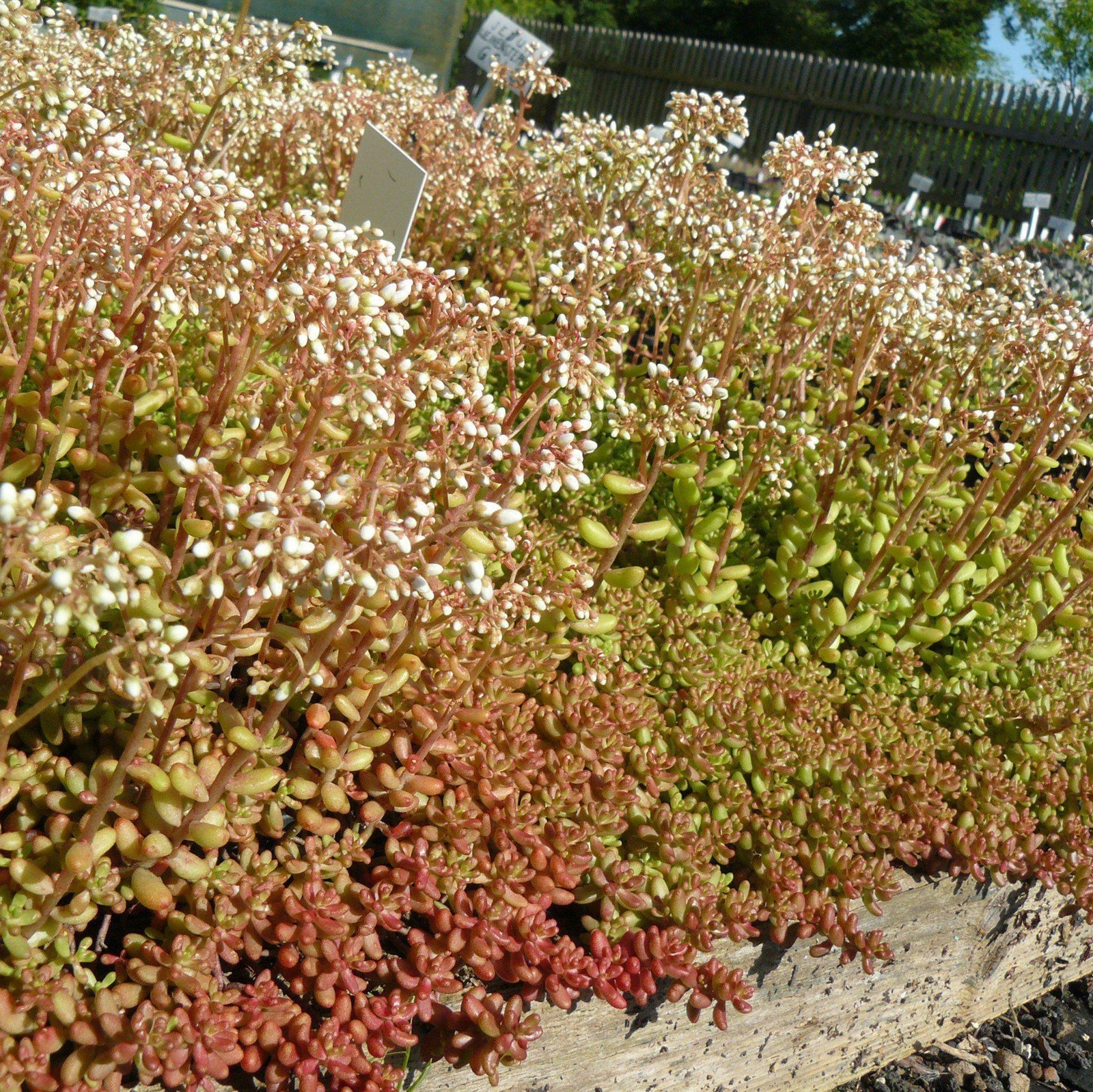 Sedum album 'Coral Carpet~ Coral Carpet Stonecrop-ServeScape