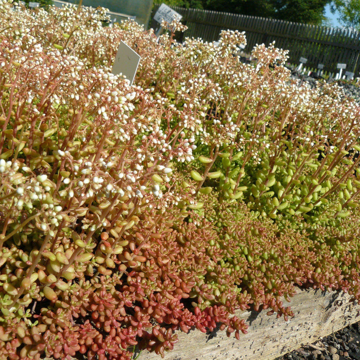 Sedum album 'Coral Carpet~ Coral Carpet Stonecrop-ServeScape