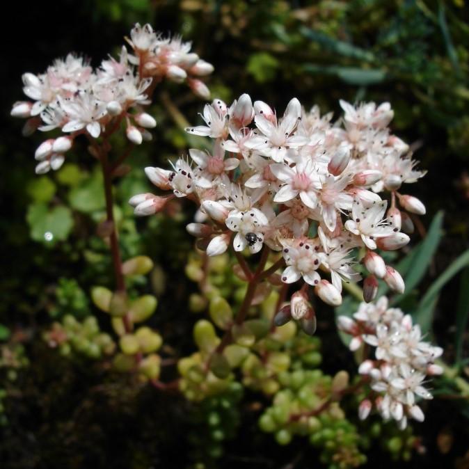 Sedum album 'France' ~ France White Stonecrop - Delivered By ServeScape