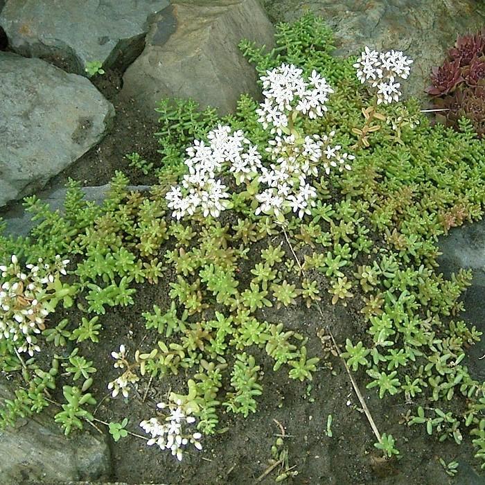 Sedum album ~ White Stonecrop - Delivered By ServeScape