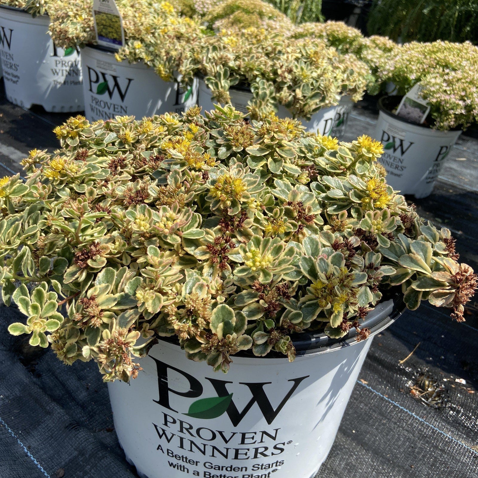 Sedum 'boogie woogie’ ~ Rock 'N Grow® 'Boogie Woogie Stonecrop - Delivered By ServeScape