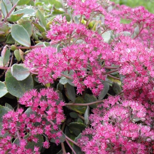 Sedum cauticolum 'Lidakense' ~ Lidakense Stonecrop-ServeScape