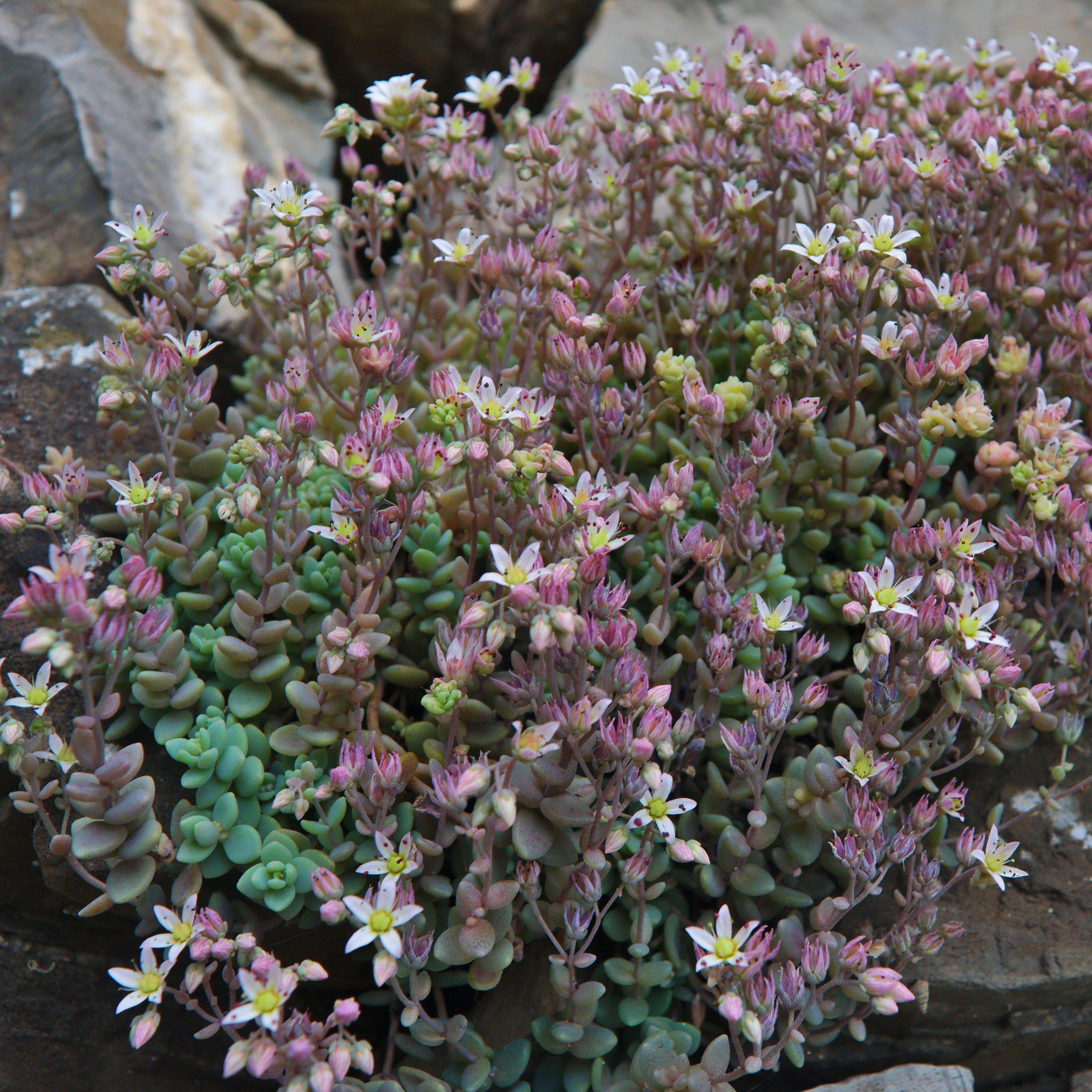corsican stonecrop succulent Corsican Stonecrop