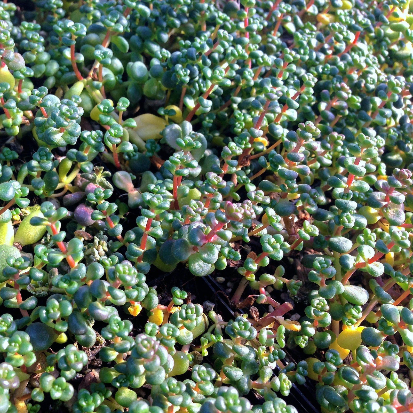 Sedum divergens ~ Old-Man-Bones Stonecrop - Delivered By ServeScape