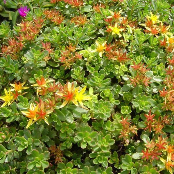 Sedum floriferum 'Weihenstephaner Gold' ~ Weihenstephaner Gold Stonecrop - Delivered By ServeScape