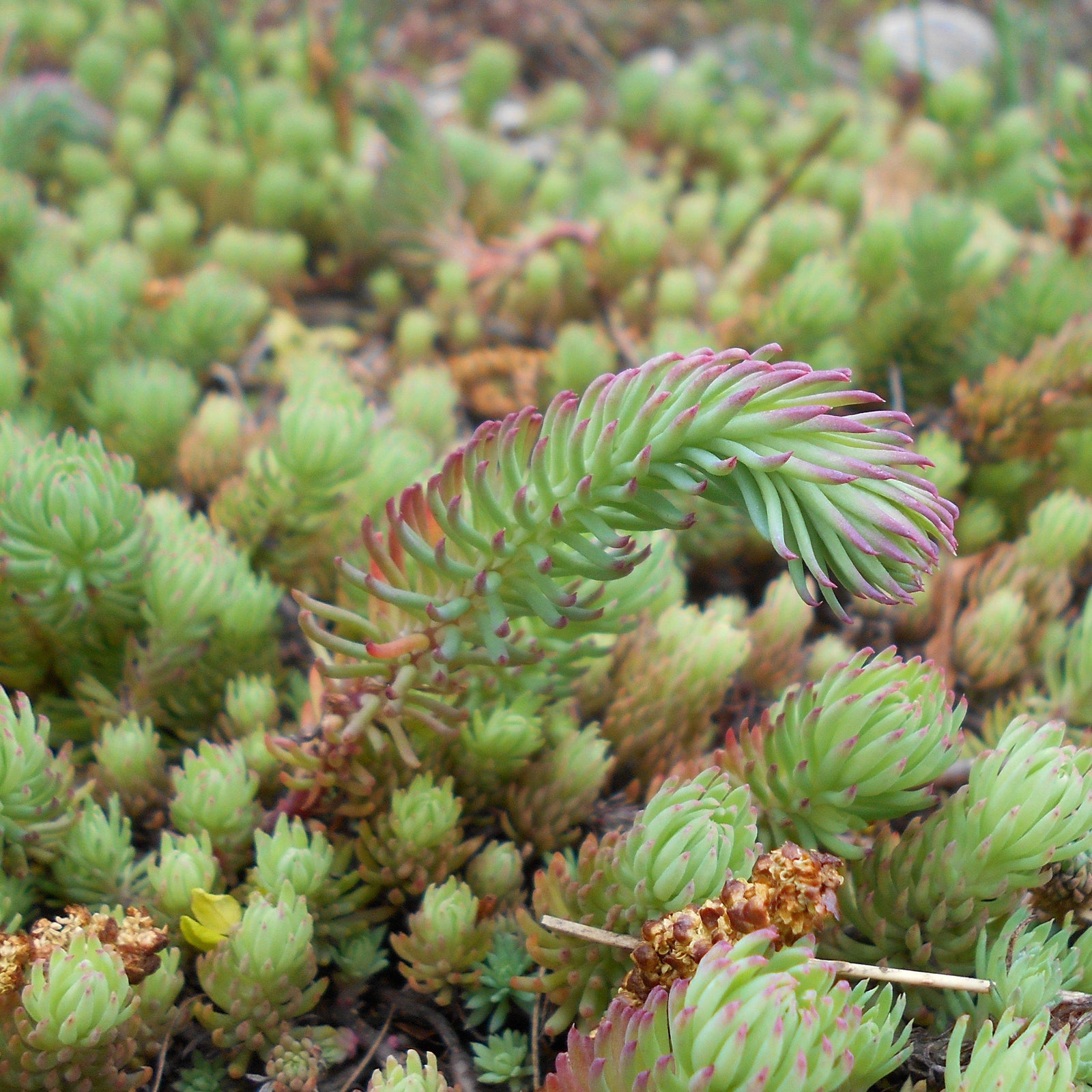 Sedum forsterianum 'Antique Grill' ~ Antique Grill Foster's Stonecrop - Delivered By ServeScape
