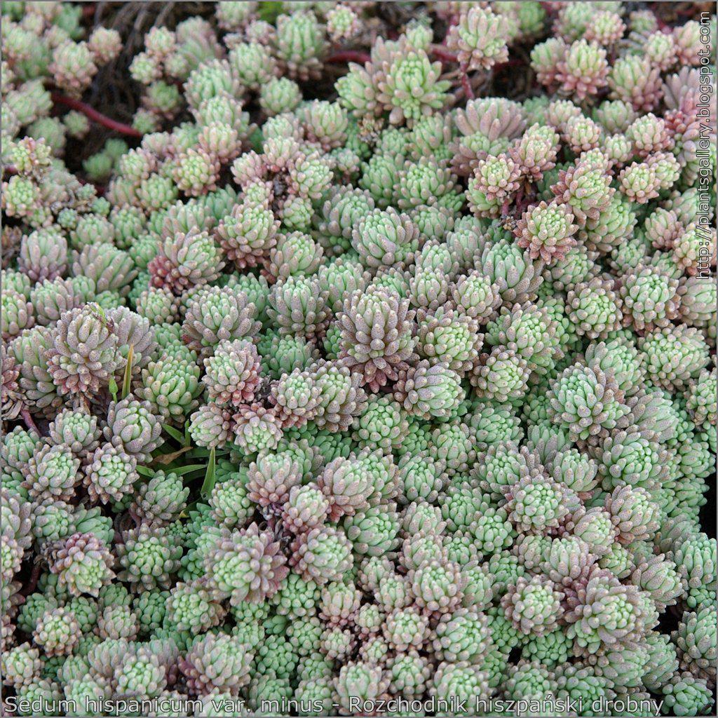 Sedum h. minus 'Purple Form' ~ Purple Form Spanish Stonecrop - Delivered By ServeScape