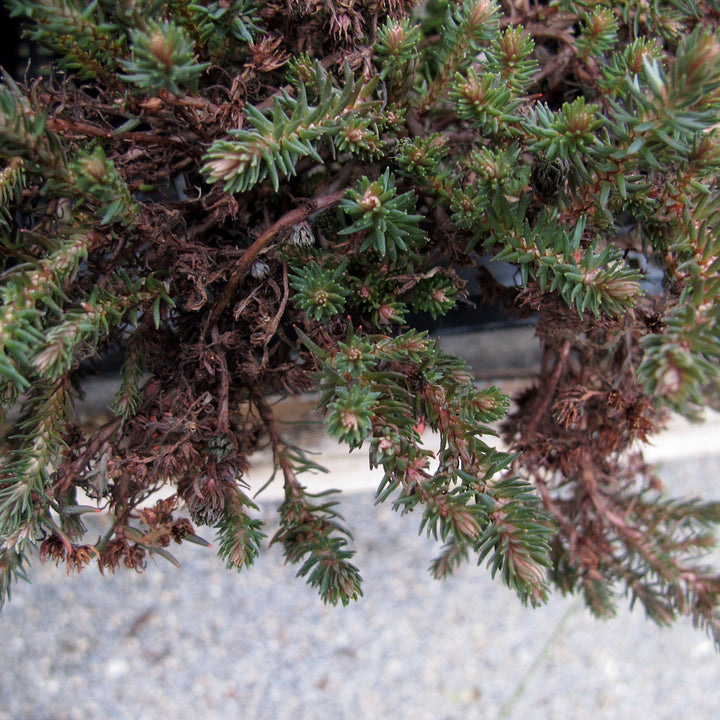 Sedum hakonense 'Chocolate Ball' ~ Chocolate Ball Creeping Stonecrop-ServeScape