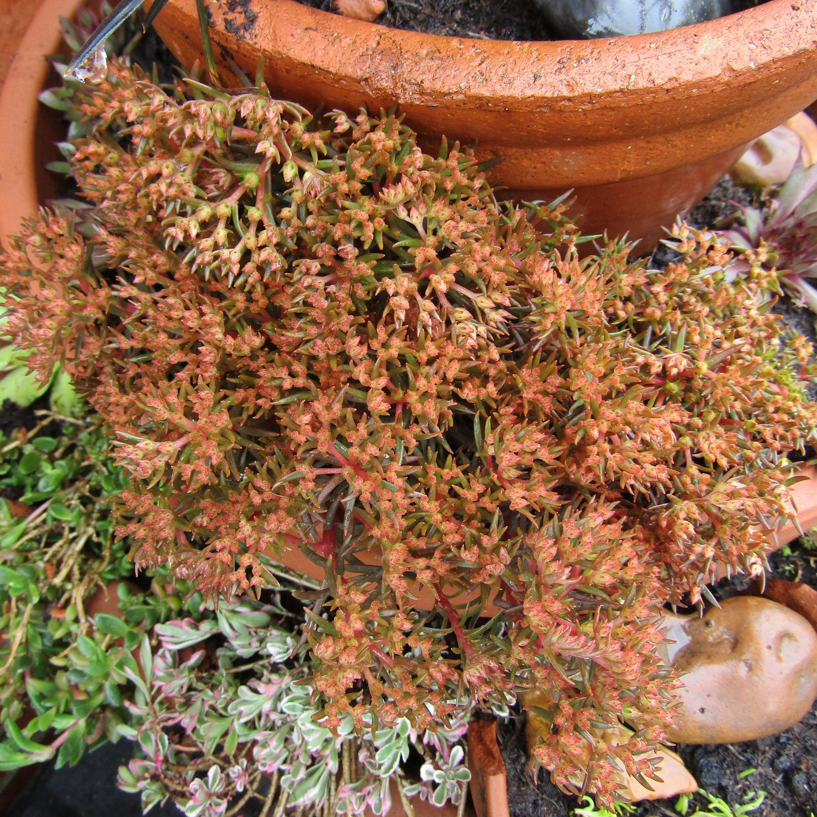 Sedum hakonense 'Chocolate Ball' ~ Chocolate Ball Creeping Stonecrop-ServeScape