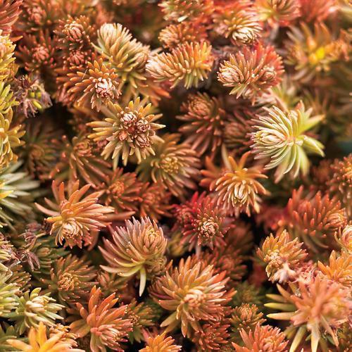 Sedum hakonense 'Makino' ~ Makino Creeping Stonecrop - Delivered By ServeScape