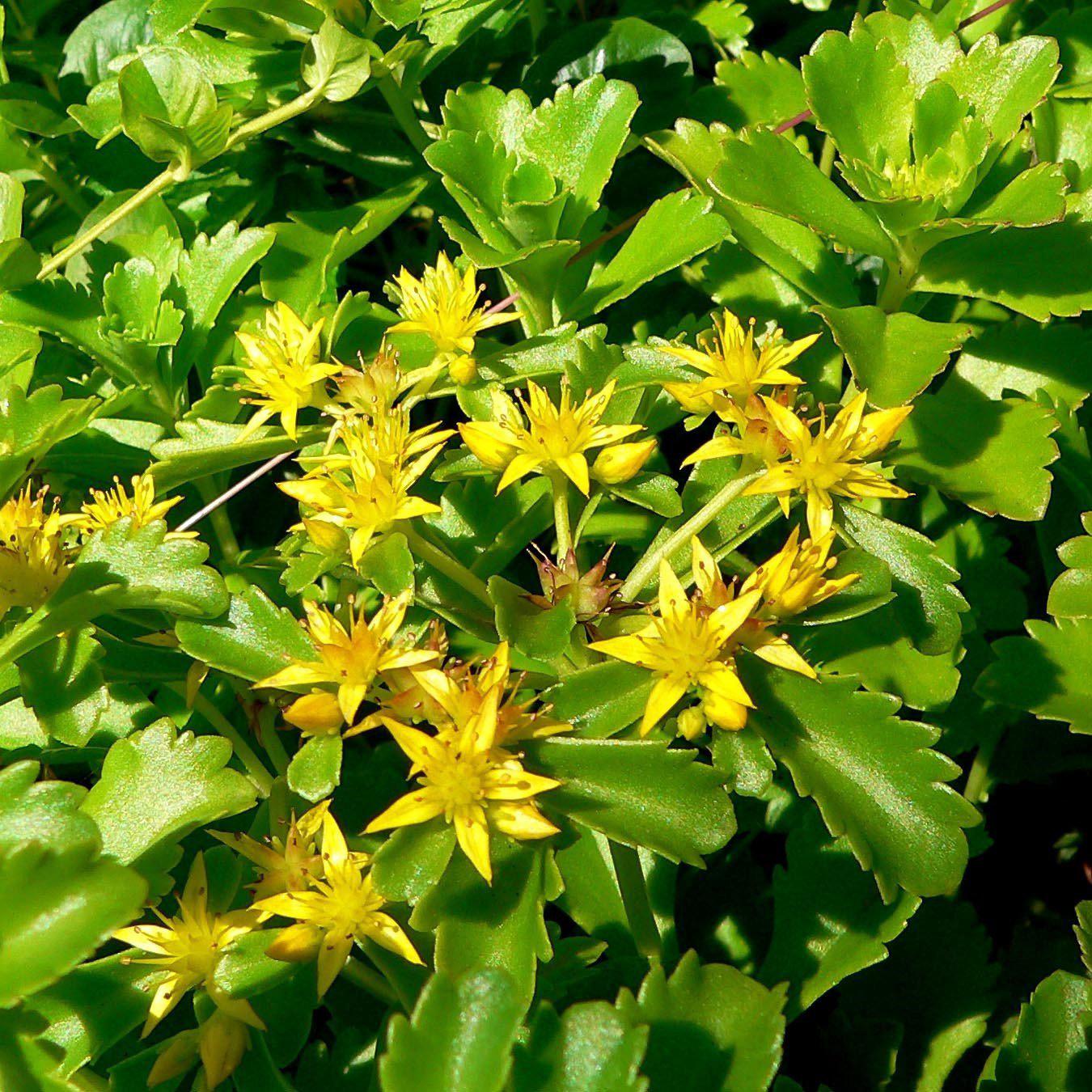 Sedum kamtschaticum ~ Russian Stonecrop - Delivered By ServeScape