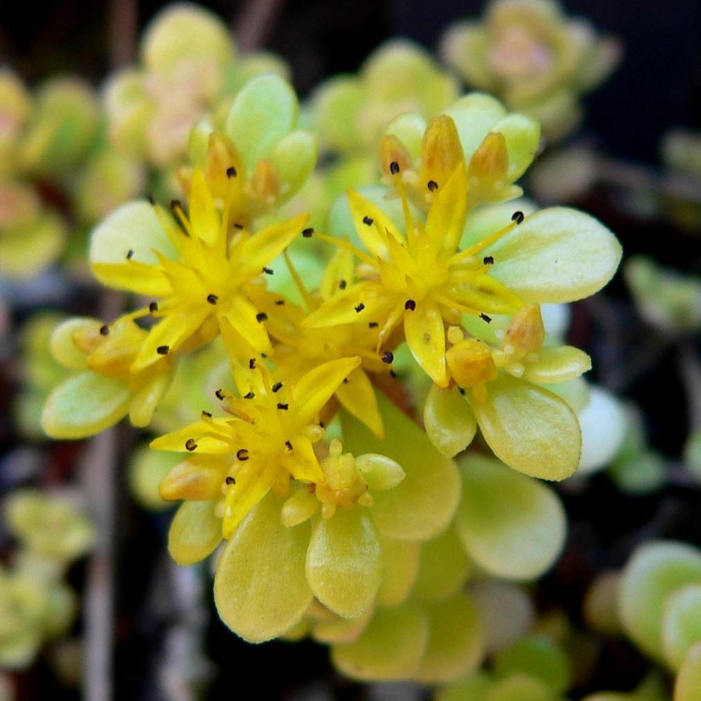 Sedum makinoi 'Ogon' ~ Golden Japanese Stonecrop - Delivered By ServeScape